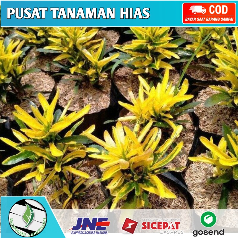 Tanaman Hias Puring  cabe, Pohon Puring Cabe