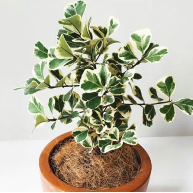 tanaman hias ficus kupu-kupu - tanaman hias ficus trianggularis varigata - ficus