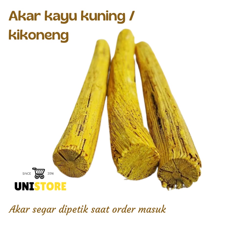 

Herbal akar kayu kuning atau kikoneng segar 500 gram
