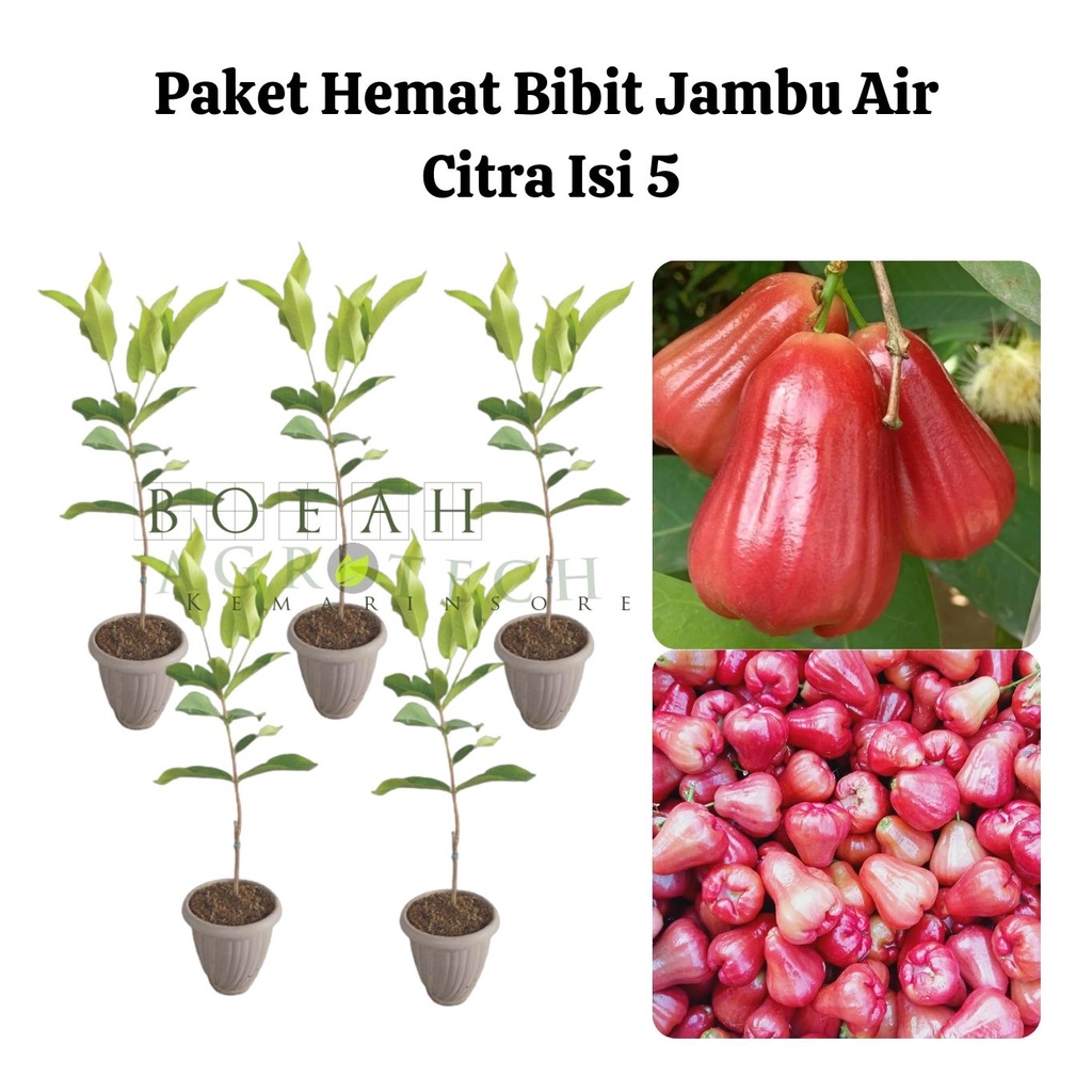 Paket Hemat Bibit Jambu Air Citra Okulasi Isi 5 Bonus Bibit Strawberry+Polibag