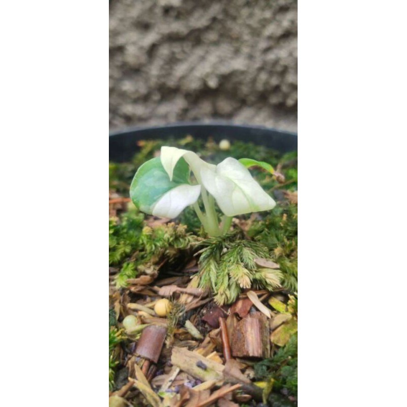 tanaman hias bonggol janbol varigata original