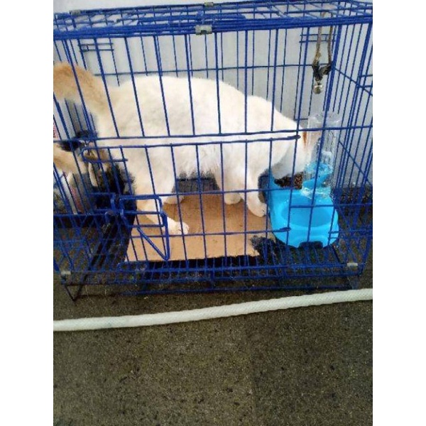 TEMPAT MAKAN MINUM KUCING ANJING OTOMATIS MANGKOK BOTOL Dispenser auto water NAFASHOP 168