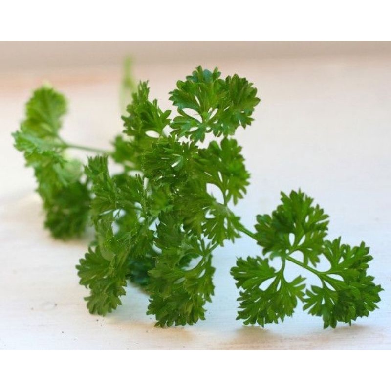 

Peterselie 100 gram | Parsley 100 gr | Bumbu Rempah Bumbu Masak | Daun Parsley