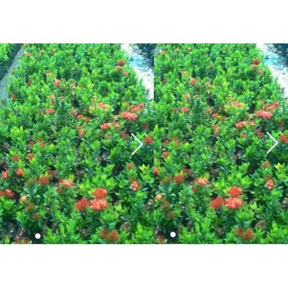 soka merah tanaman hiasa soka bunga merah