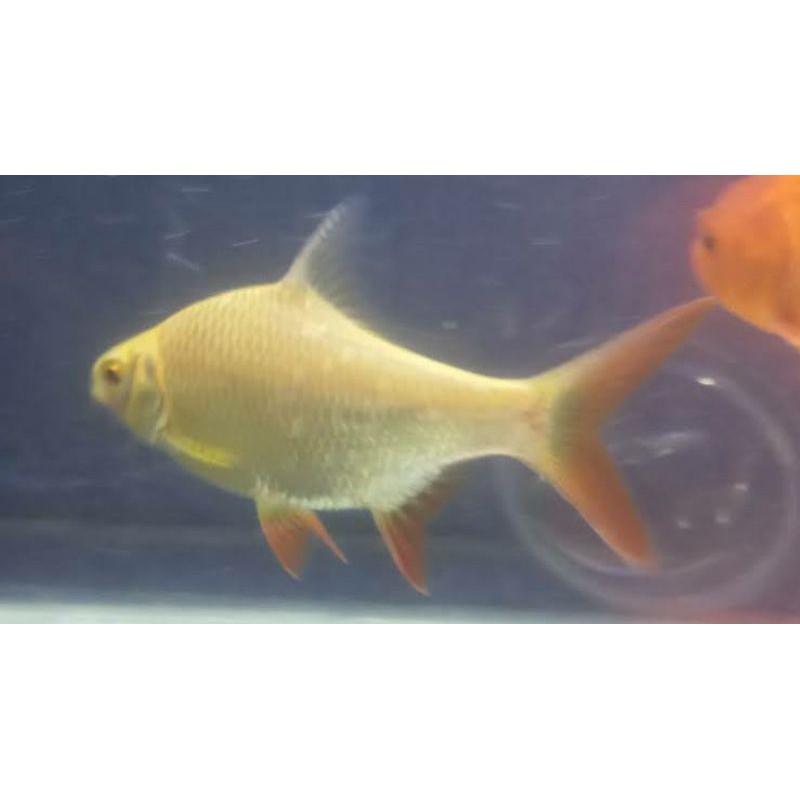 ikan kaviat albino