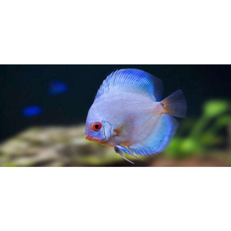 ikan discus blue diamond ukuran 2i