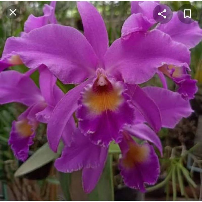 ANGGREK CATTLEYA MANTINI