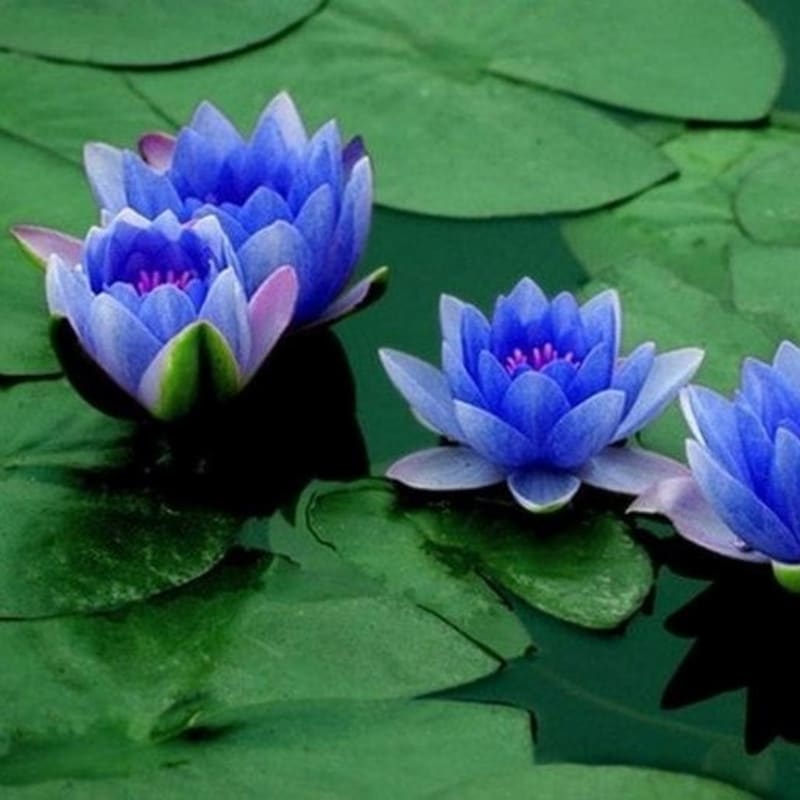 Tanaman Hias Aquascape Teratai Blue Lily - Tanaman Hias Air