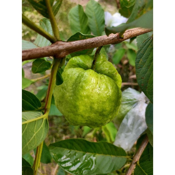 

Buah Jambu Kristal 1Kg