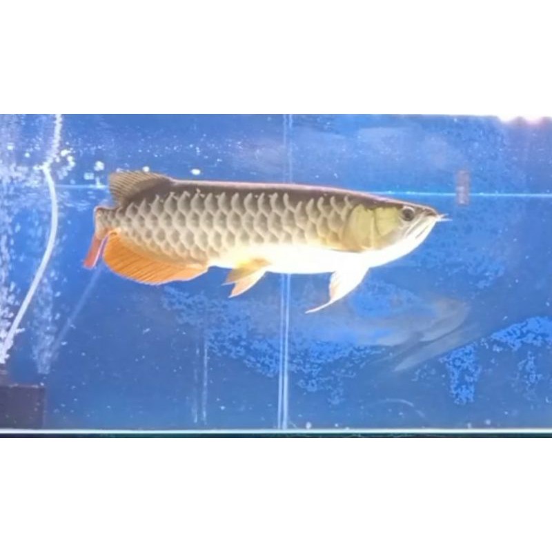 ikan arwana golden red 40-45 cm-+