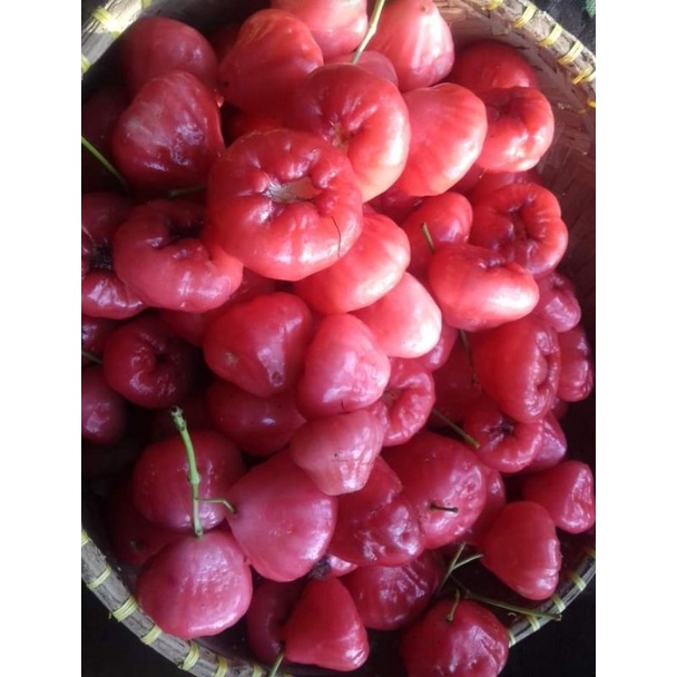 

jambu air 1 kg