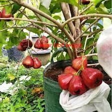 Bibit jambu dalhari super-Bibit Tanaman Jambu Dalhari-Bibit Buah Jambu Dalhari Murah