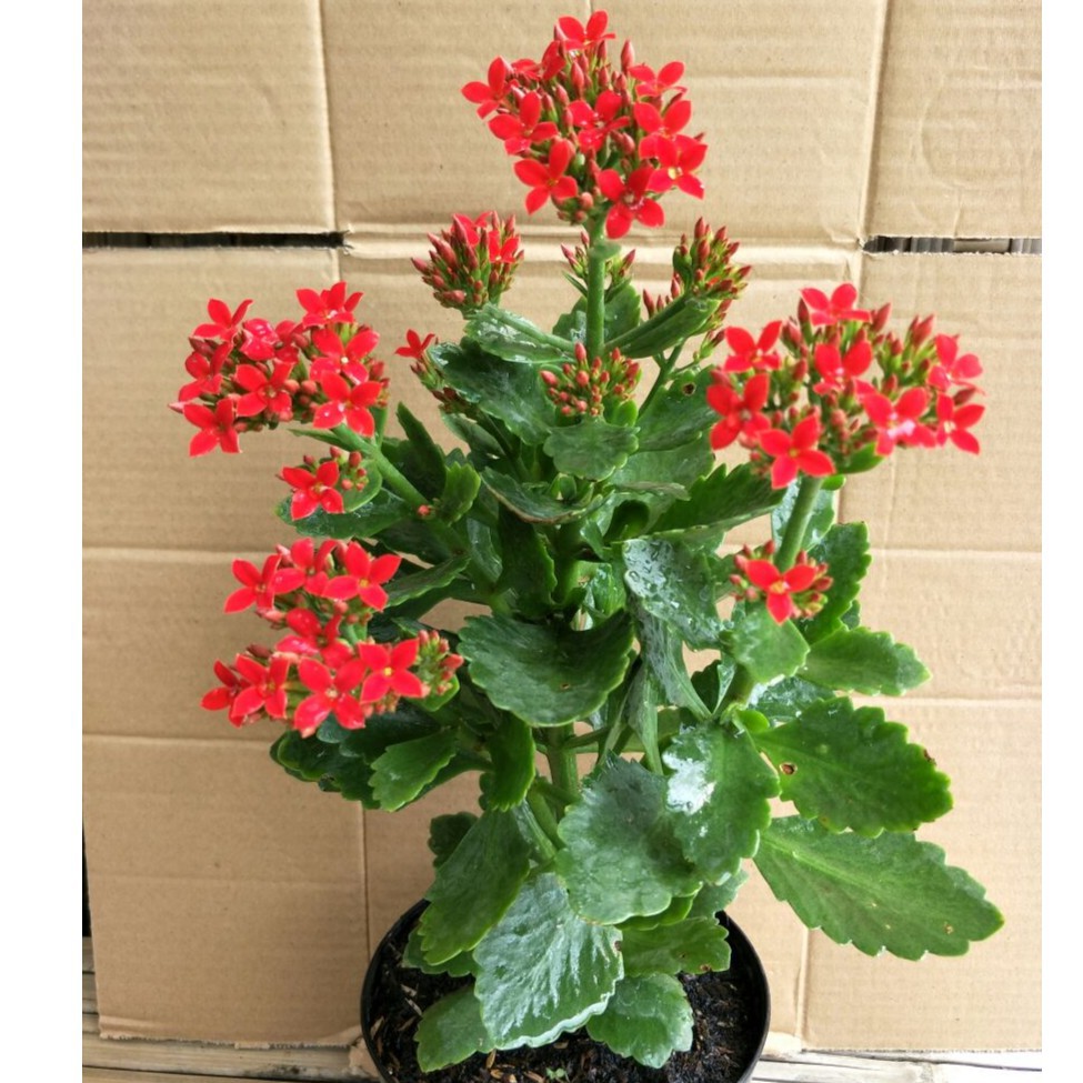 PAKET 3 WARNA TANAMAN COCOR BEBEK | KALANCHOE BLOSSFELDIANA | TANAMAN HIAS HIDUP BERKUALITAS