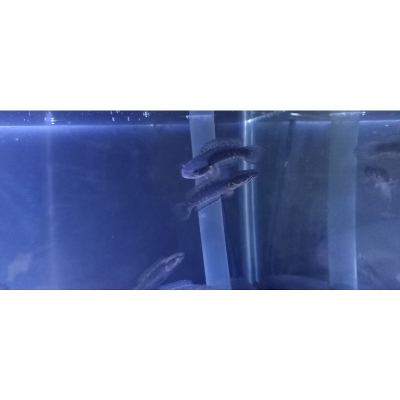 Blue pulchra 6-7 cm. bahan mantap2