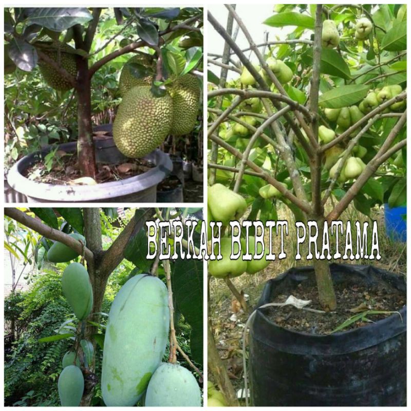 BIBIT BUAH PAKET 3BATANG NANGKA-JAMBU-MANGGA
