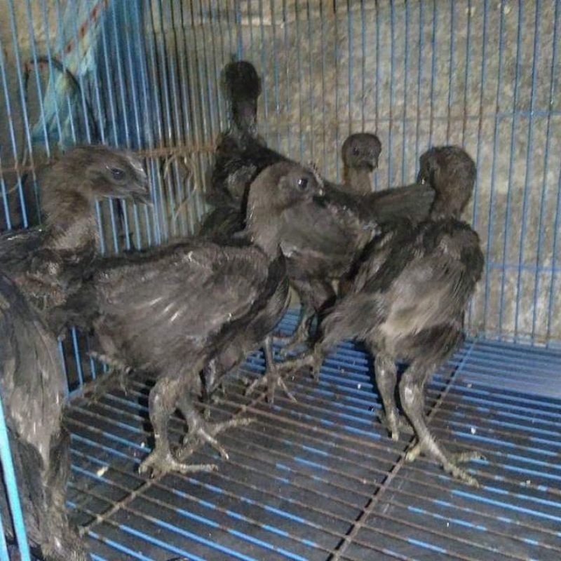 Ayam Cemani Lidah Abu-abu Asli Original