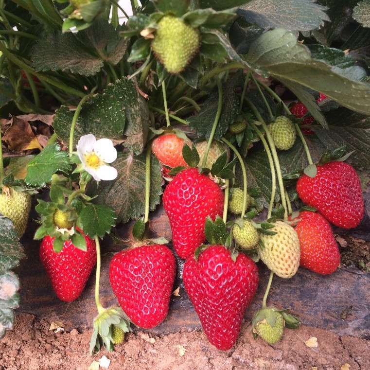 10 Benih Bibit Strawberry California Genjah (Cepat Berbuah) Tanaman Buah Stroberi Manis Import Super