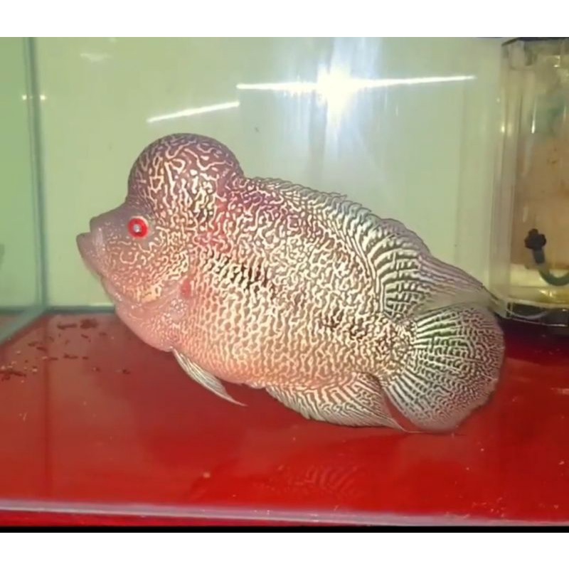 Burayak ikan cencu series prada X Cencu series prada size 1cm-2cm