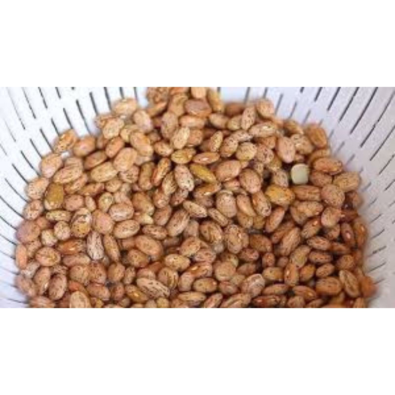 

KACANG ENDUL/NIURAME