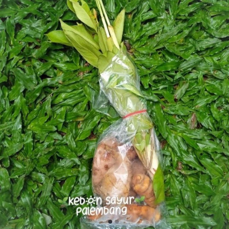 

kebun sayur bumbu dapur 1 bungkus