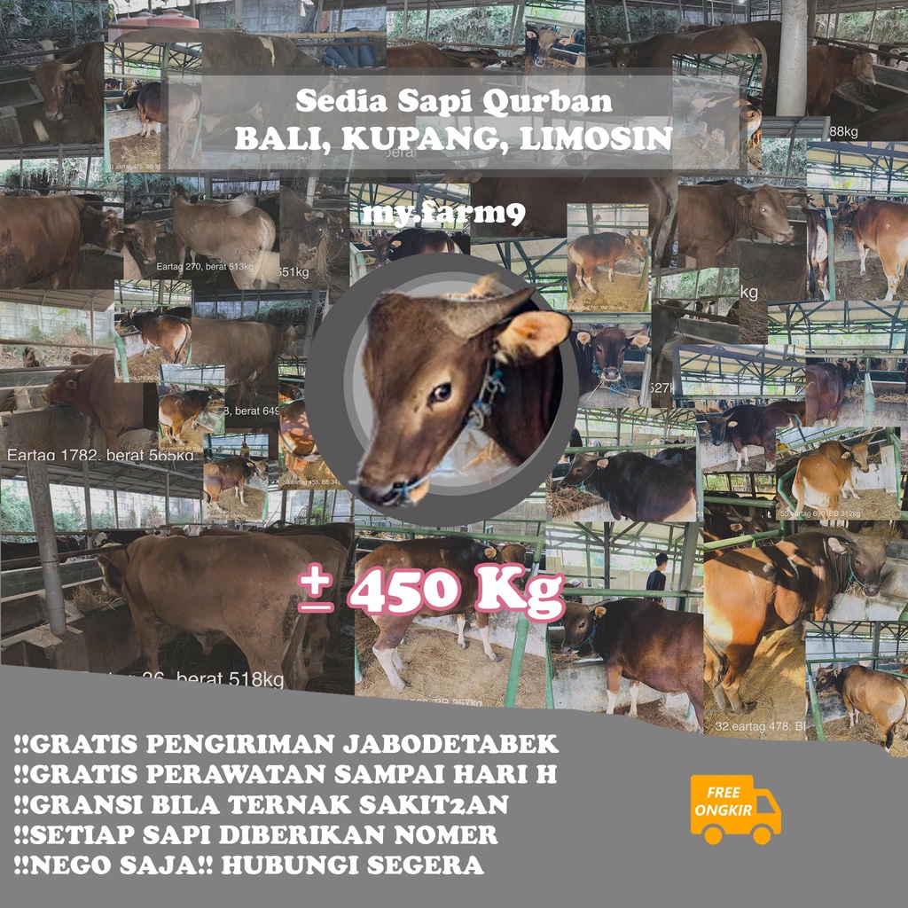SAPI QURBAN 450Kg BERKUALITAS Sapi Limosin, Sapi Kupang, Sapi Bali