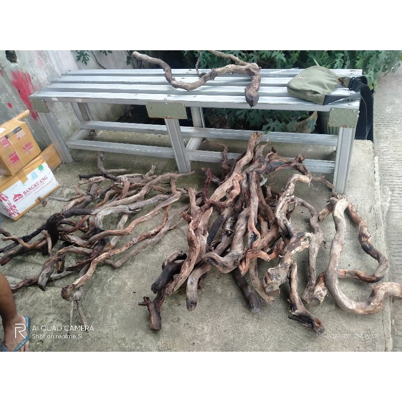 akar kayu santigi ukuran M