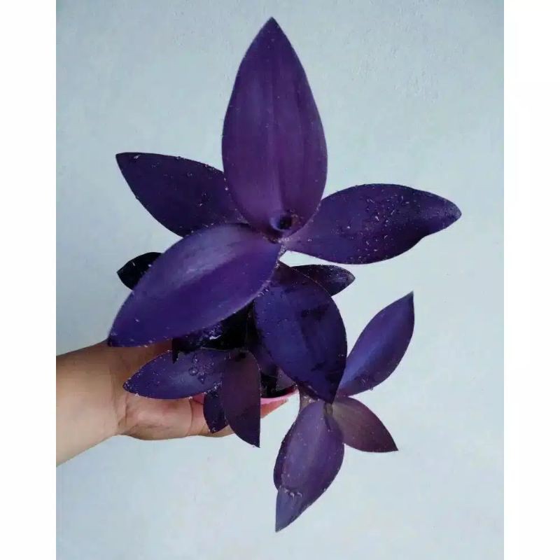 Tanaman Hias Adam Hawa Ungu - Cocor Bebek