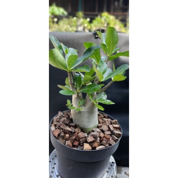 Adenium Arabicum Hibrid