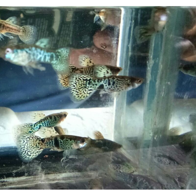 Aksesori Kolam 1Pair Yellow Tiger King Cobra