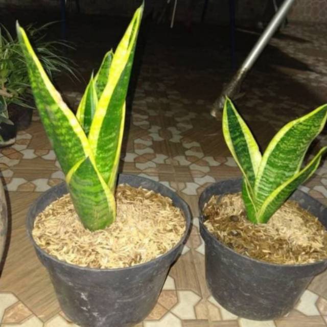 Sansivera mini kuning - lidah mertua mini kuning