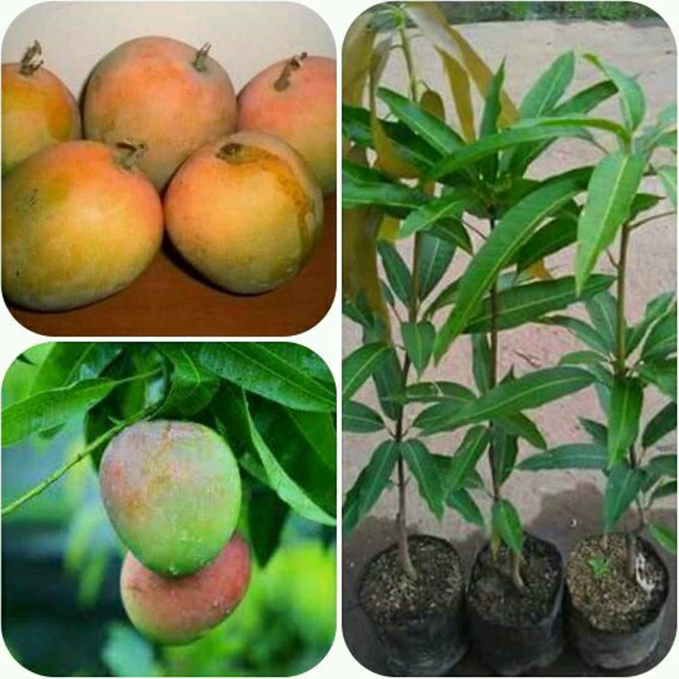 O&# BIBIT MANGGA GEDONG GINCU SUPER @*