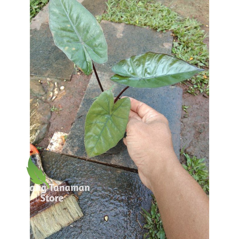 tanamab hias lompong hitam-sente hitam--keladi hitam