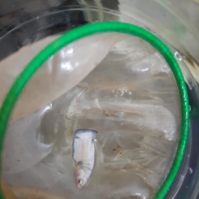 BEST SALE Ikan Cupang Blue Rim size S line Bicolor & Butterfly