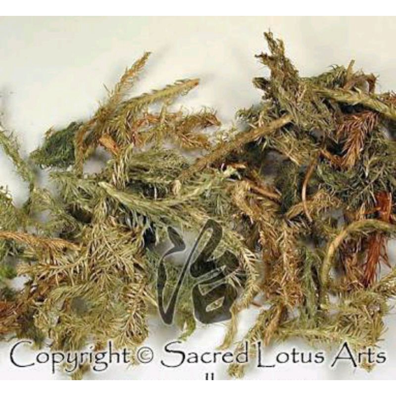 

300 G GR GRAM SHEN JIN CAO JAPANESE CLUBMOSS HERB HERBA LYCOPODII