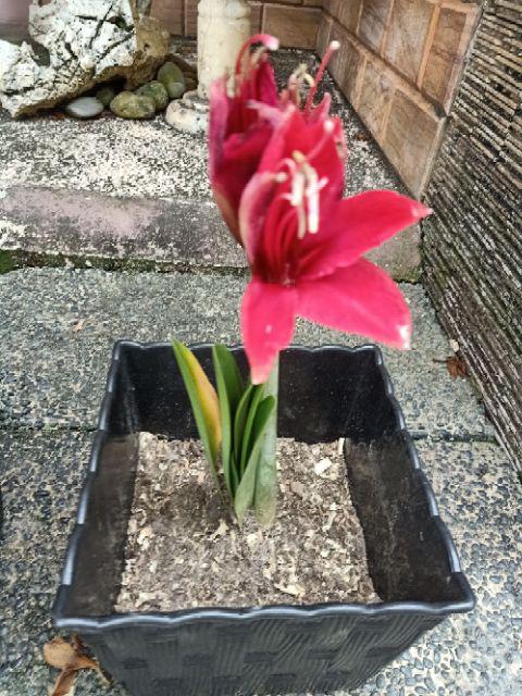 Bibit Bunga Amaryllis Snowflake