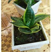 sanseviera pagoda kuning/lidah mertua mini