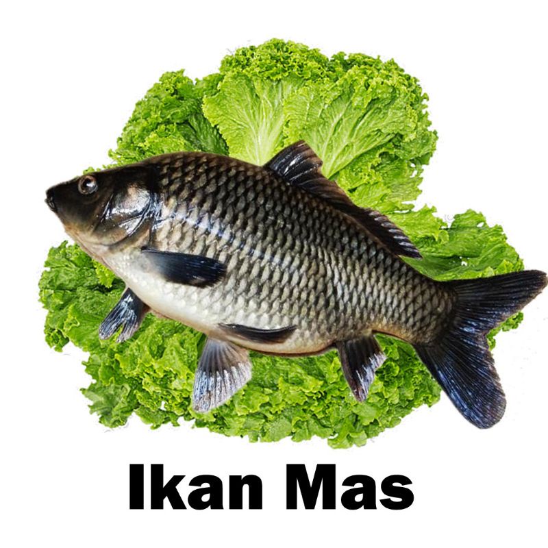 

IKAN MAS HIDUP SEGAR EVITA FRESH FISH