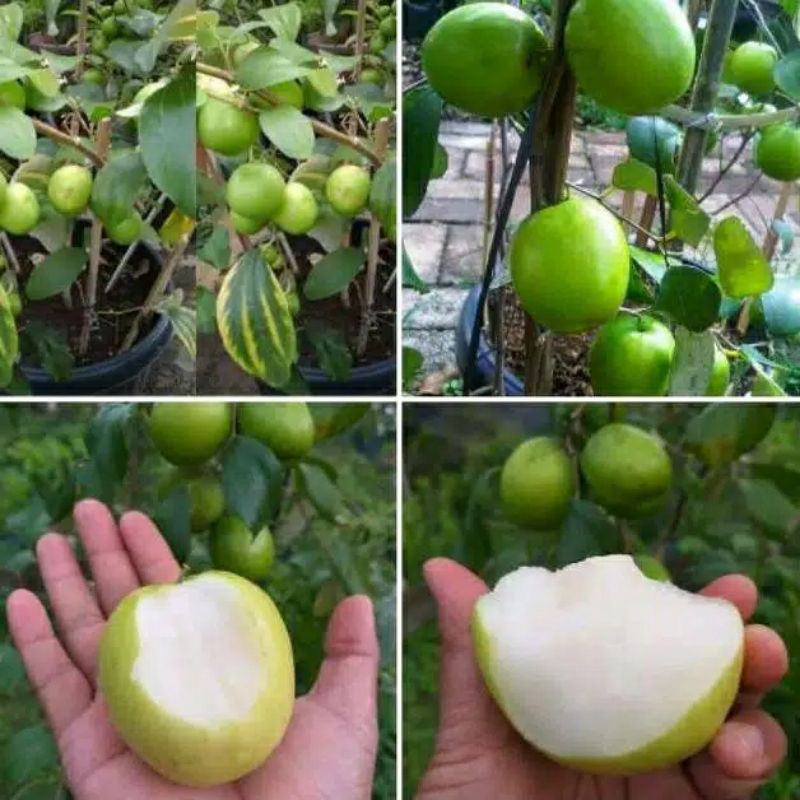 BIBIT APEL FUTSA HIJAU BIBIT APEL INDIA