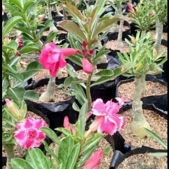 Adenium tumpuk