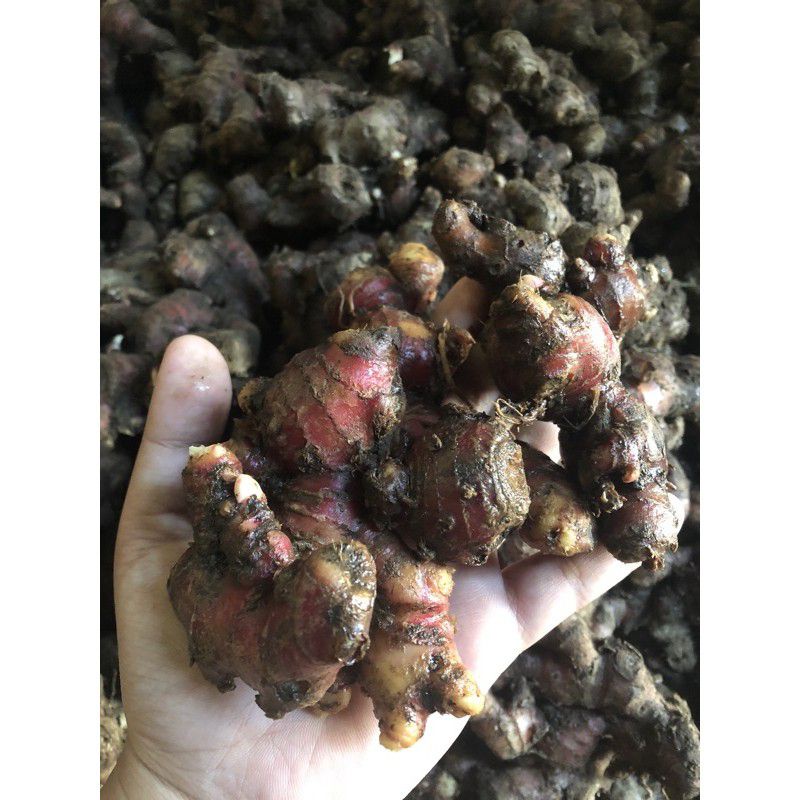 

JAHE MERAH LOKAL TERBAIK 500GRAM