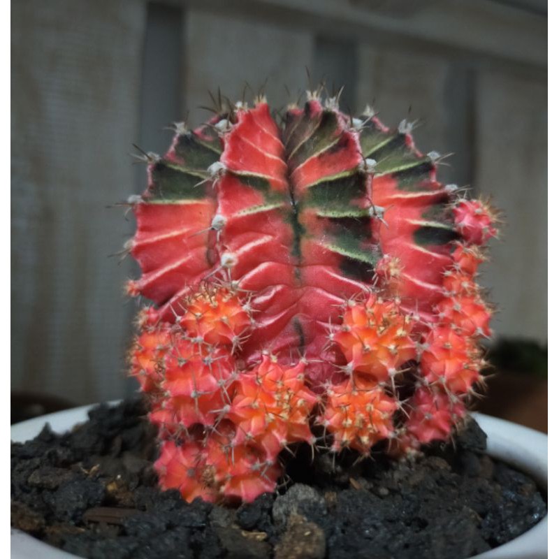 gymno starfire indukan