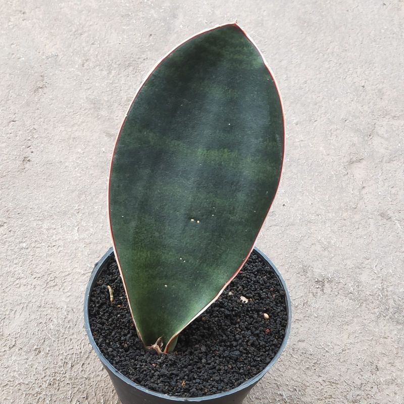 sansevieria forscoliana yaman