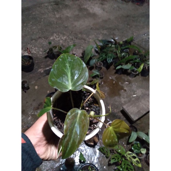 pilodendron mican