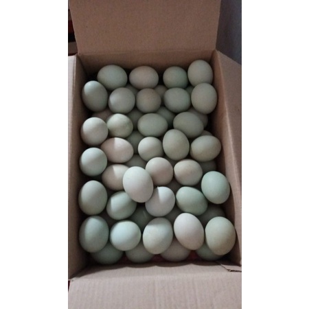 

telur bebek