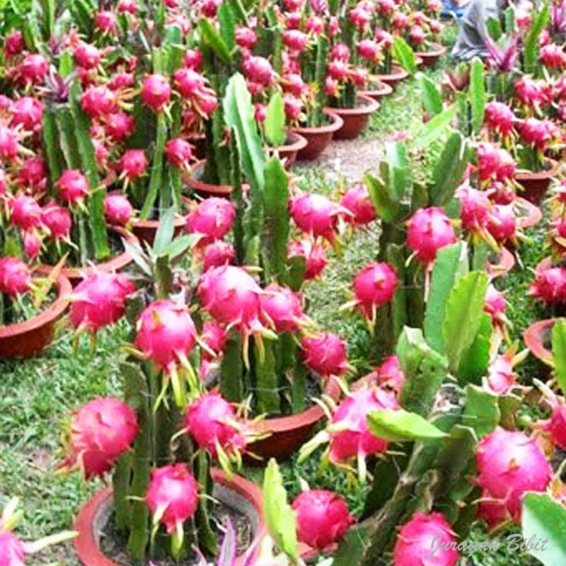 BIBIT BUAH NAGA RED (BELI 5 GRATIS 1)