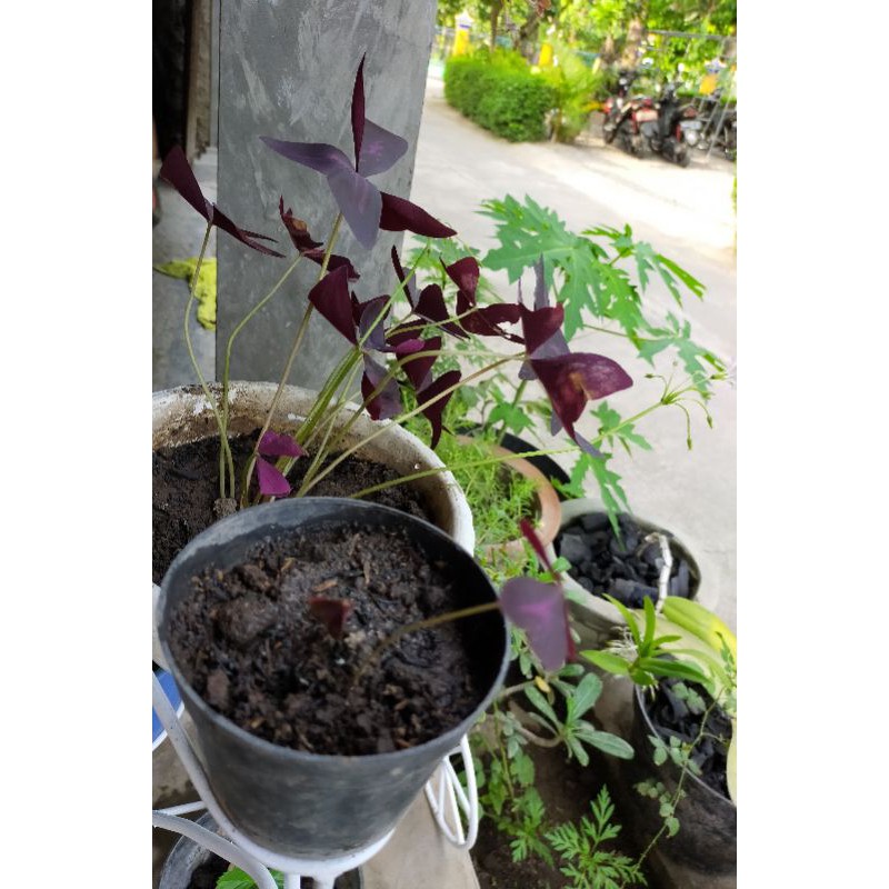 bunga kupu*/butterfly/oxalis