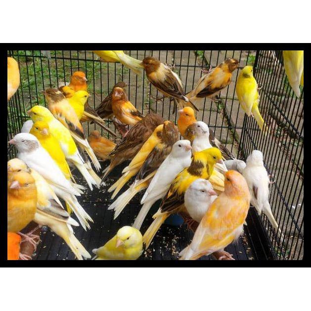 Burung Kenari Starblue Star Blue Betina Cewean U Ternak Ternakan