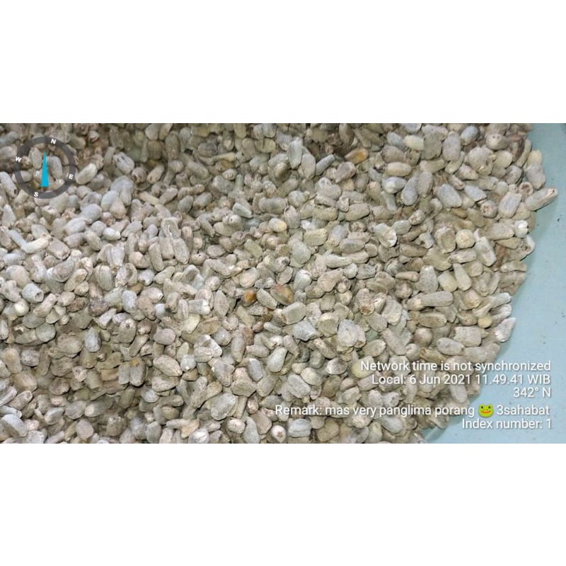 sepora kering bibit porang