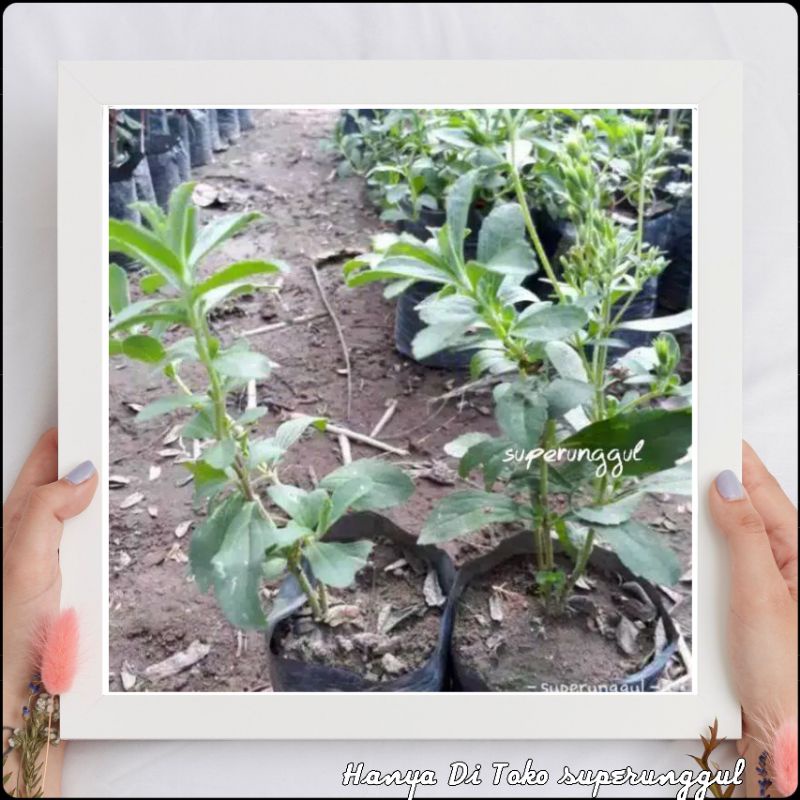 Bibit Stevia Si Daun Manis