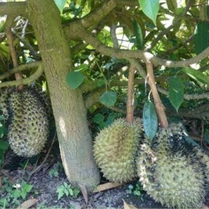 Bibit Tanaman Buah DURIAN DURI HITAM  Premium